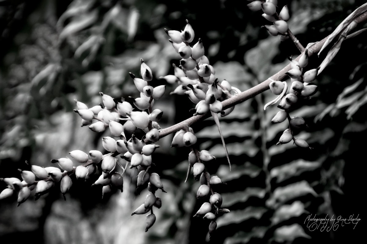 Photography by Gina Startup