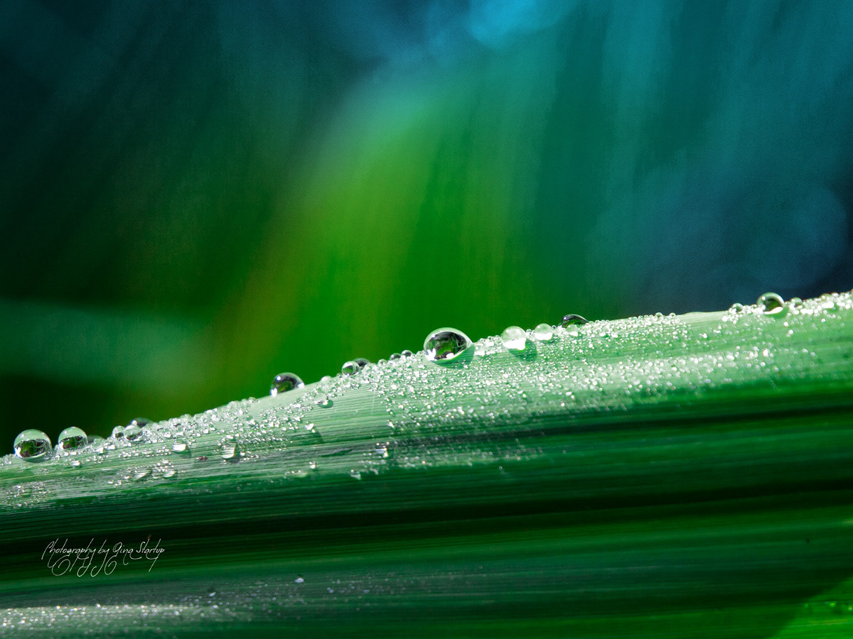 Photography by Gina Startup