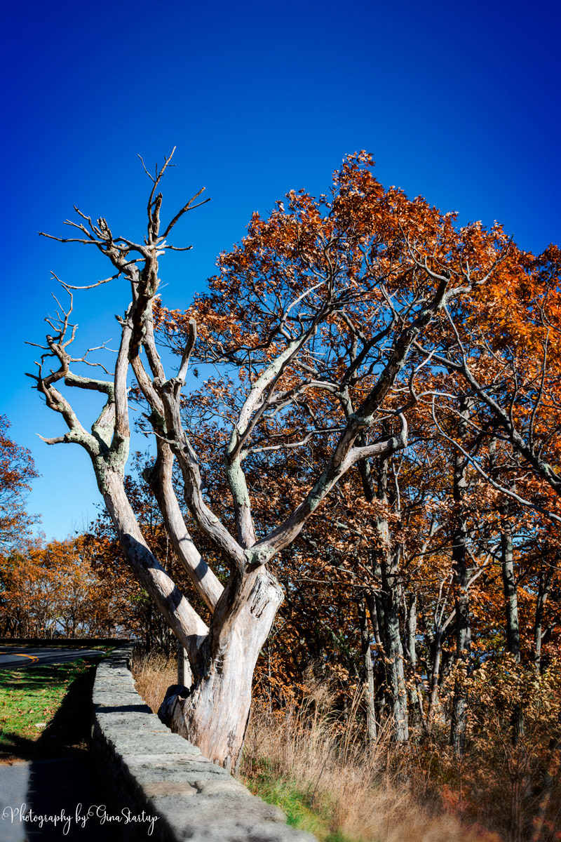 Dead Tree on Skyline Drive by Gina Startup