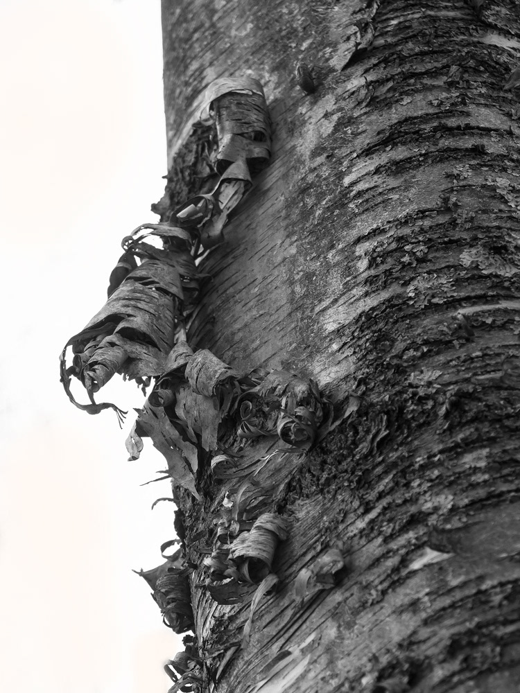 Curly Bark