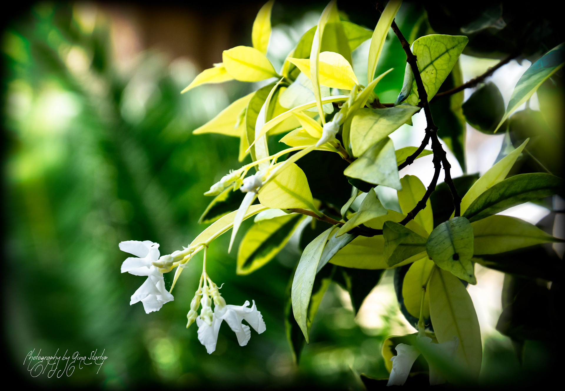 Photography by Gina Startup