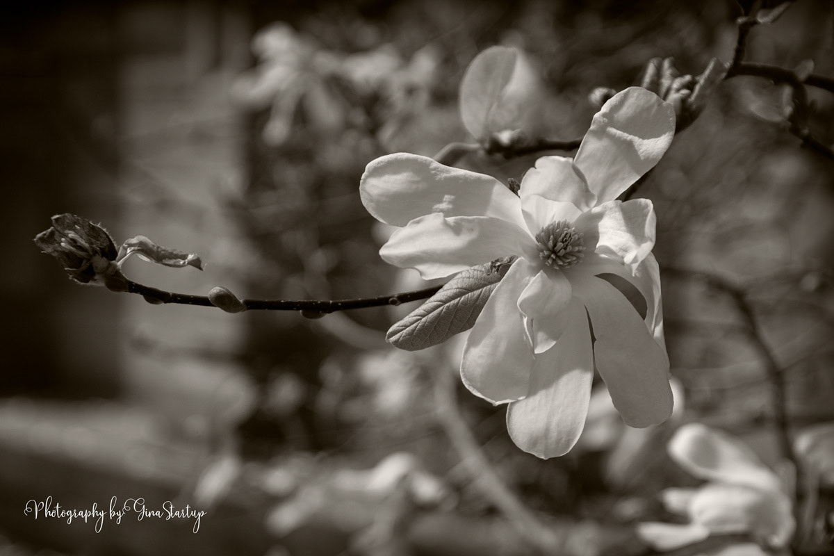 Dogwoods at Princeton by Gina Startup