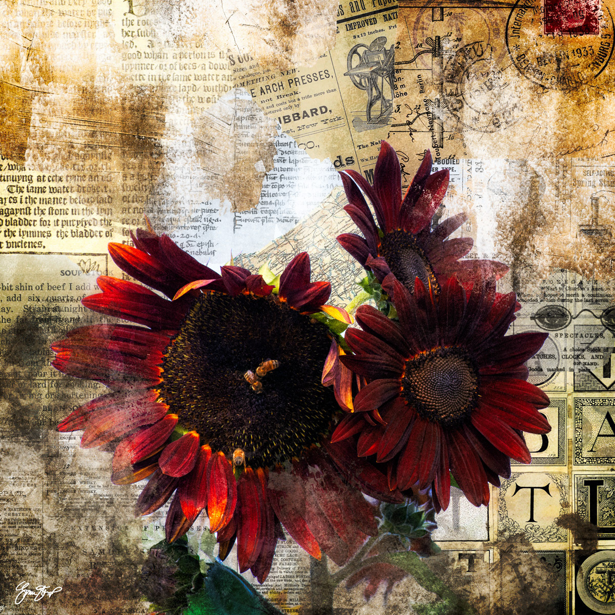 Red Sunflowers by Gina Startup