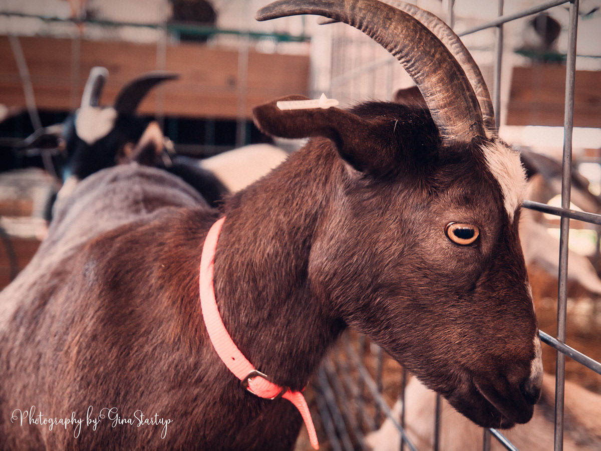 Goat at Newtown Fair - Gina Startup 