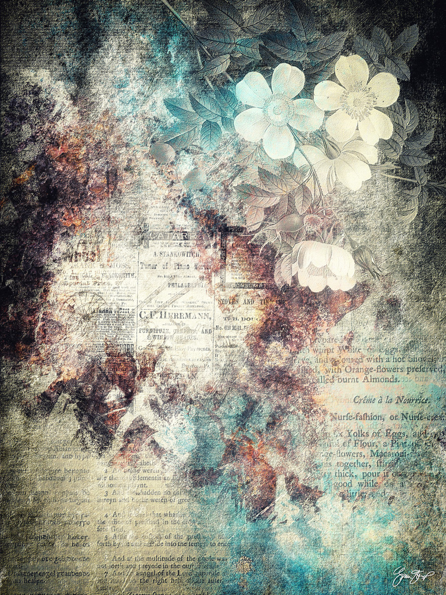 Almonds in Blossoms by Gina Startup 