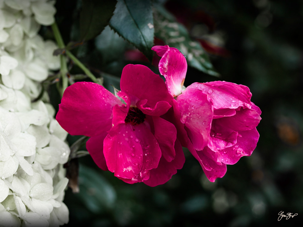 Two pink flowers