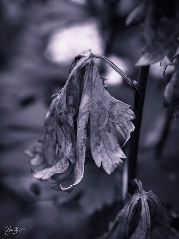 Withered Leaf (Olympus DSLR)