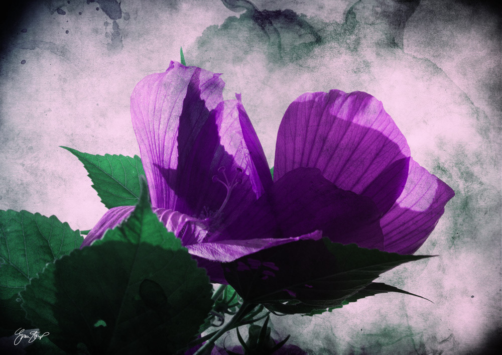 Photography by Gina Startup