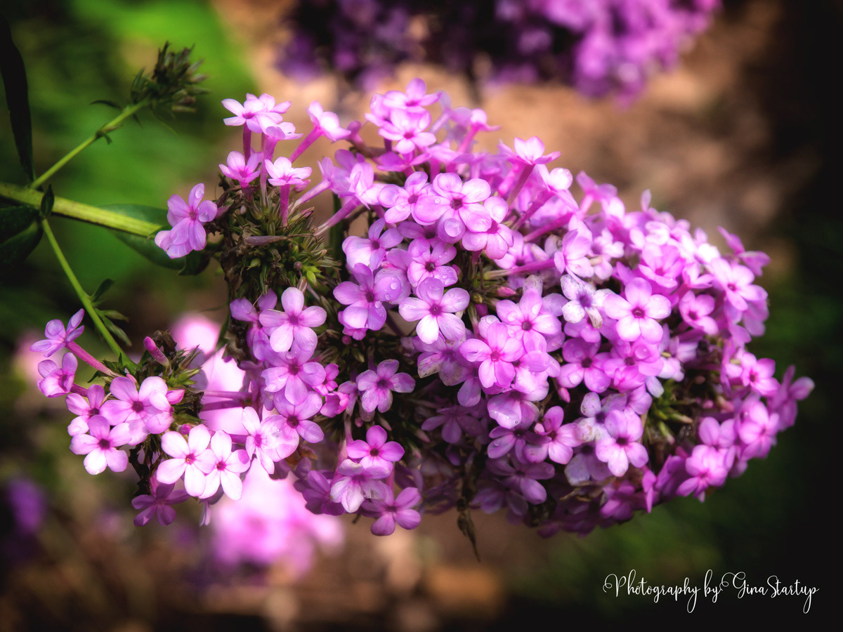 Photography by Gina Startup