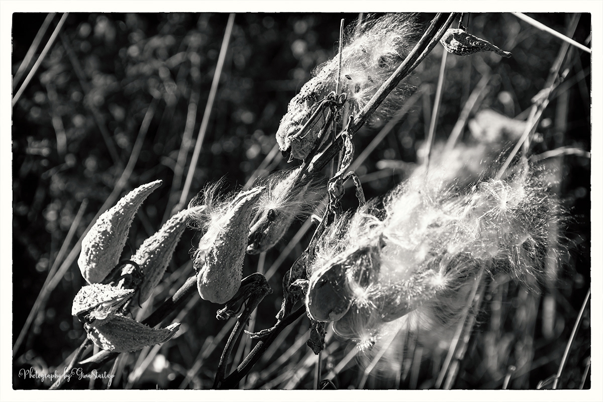 Furry Seedlings by Gina Startup