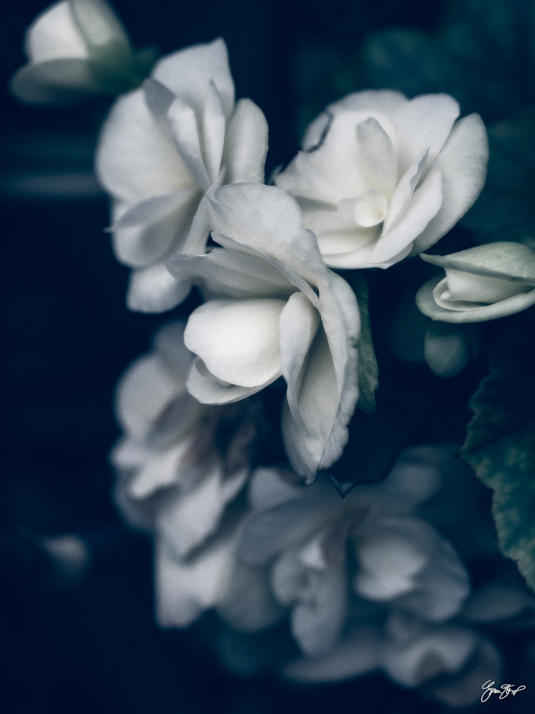 Photography of Gina Startup