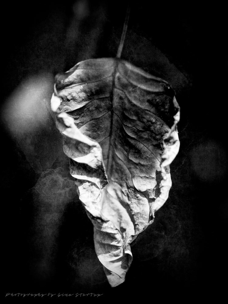 Photography by Gina Startup