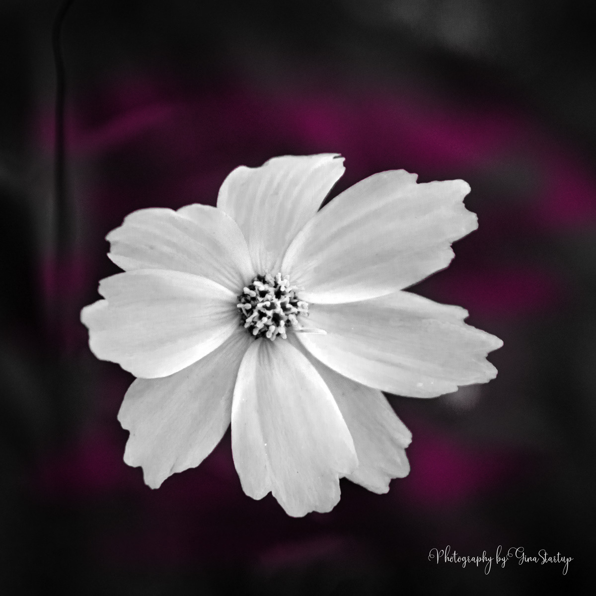 White Flower Pink Back by Gina Startup