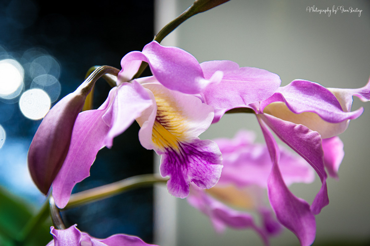 Purple Orchid 2023 by Gina Startup