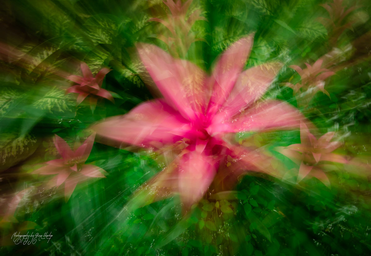 Photography by Gina Startup