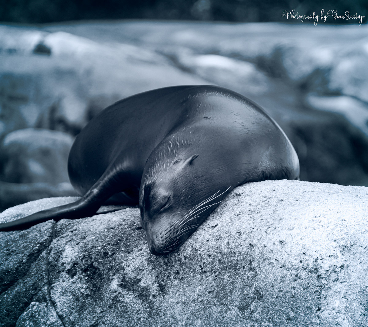 Sleeping Sealion Pup by Gina Startup