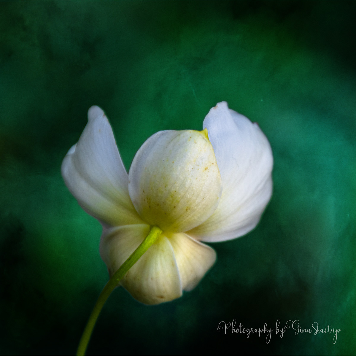 Blossom Back by Gina Startup