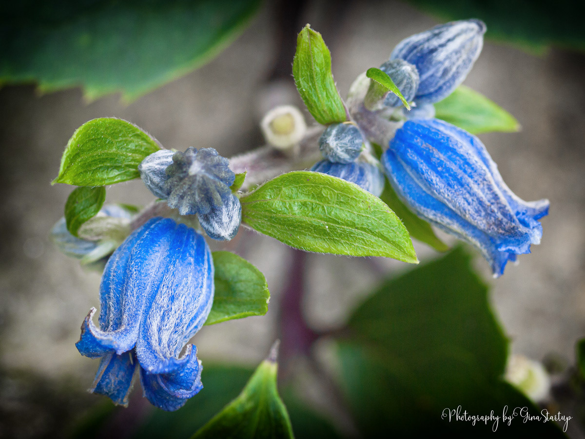 Tiny Blue Flowers by Gina Startup 