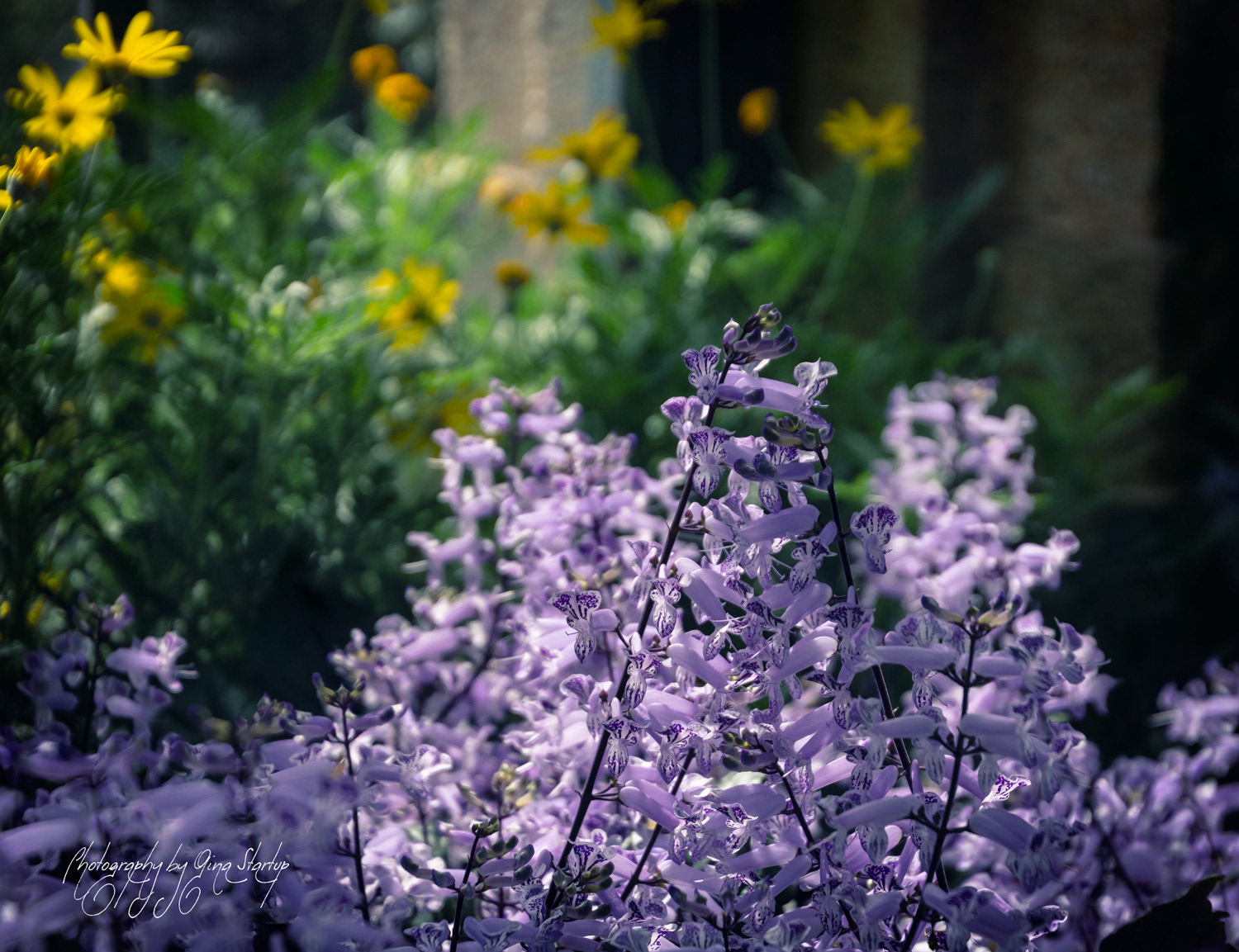 Photography by Gina Startup