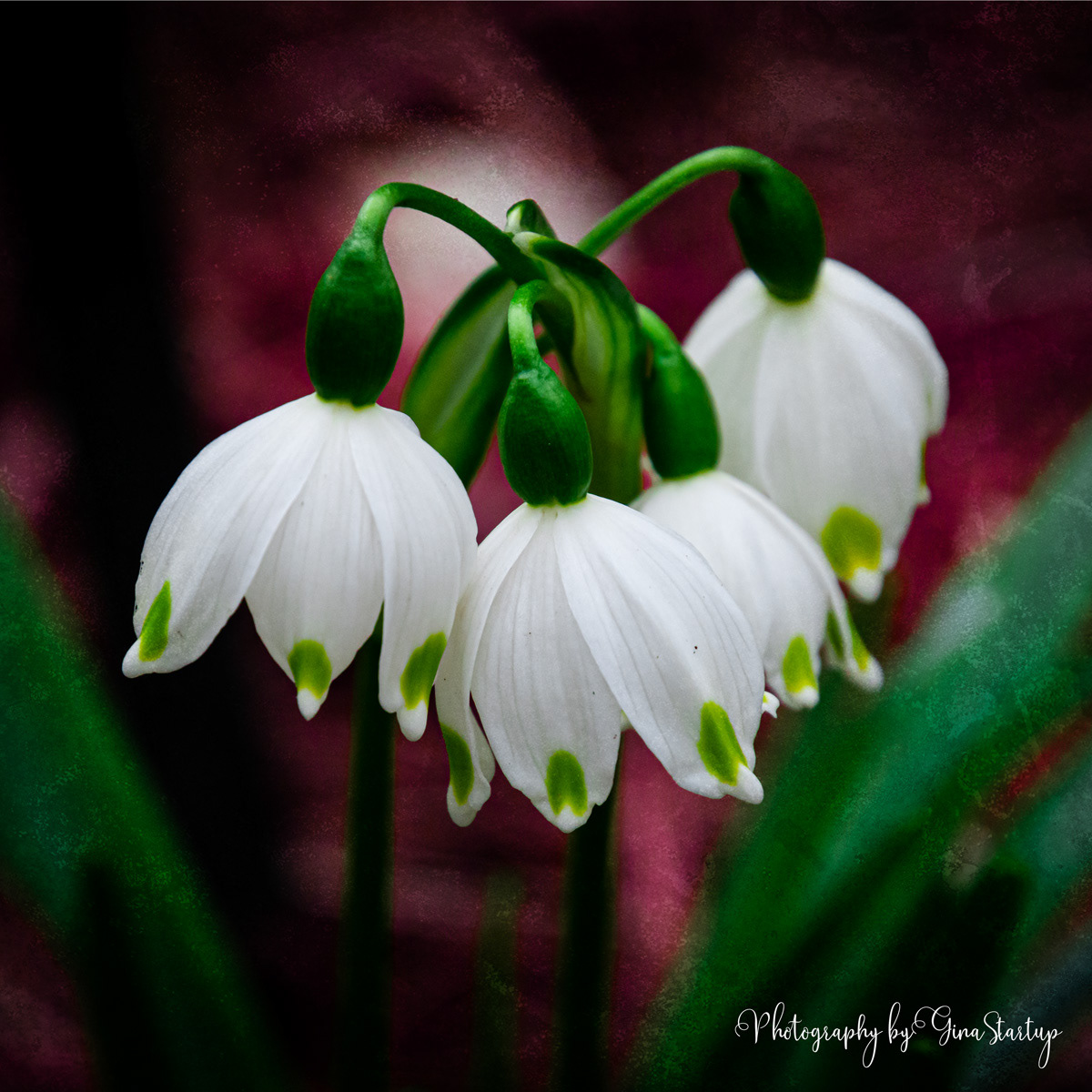 4 Blossoms by Gina Startup 