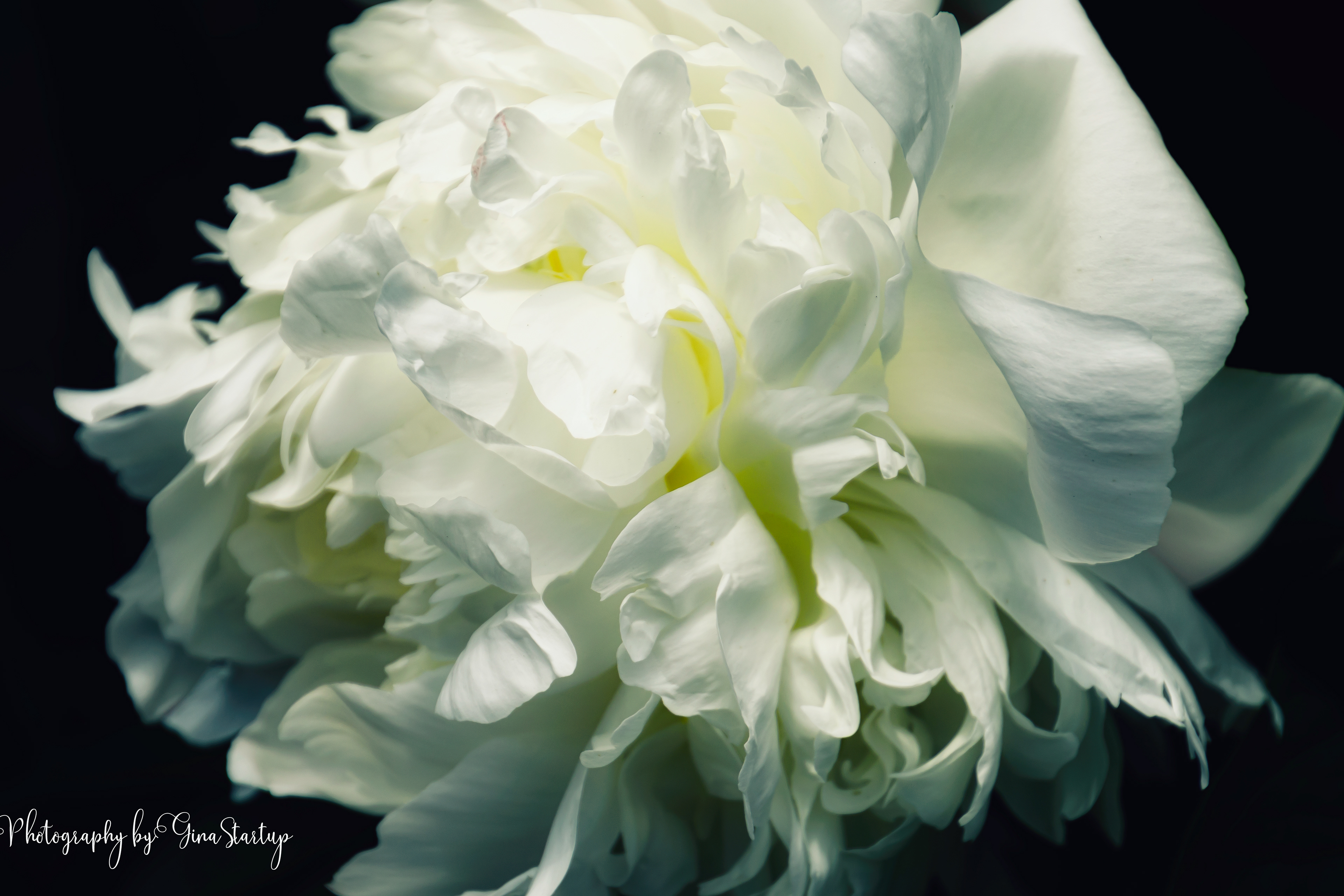 White Peony - Photography by Gina Startup