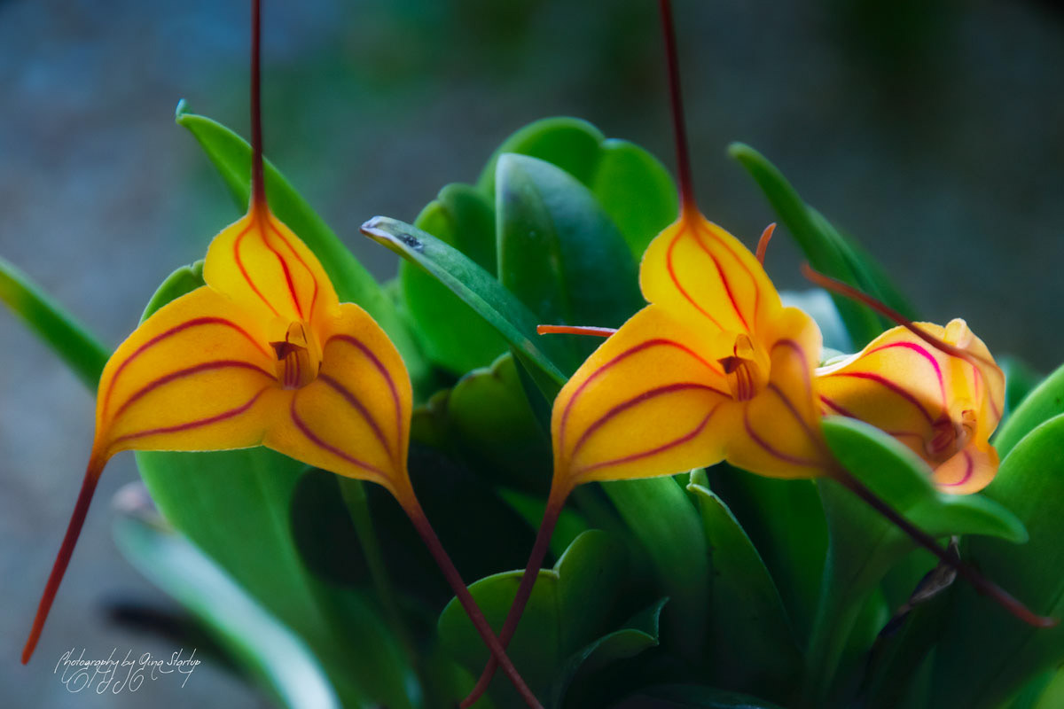 Photography by Gina Startup 