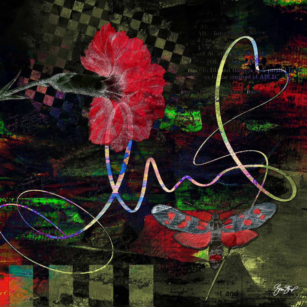 One Red Carnation by Gina Startup