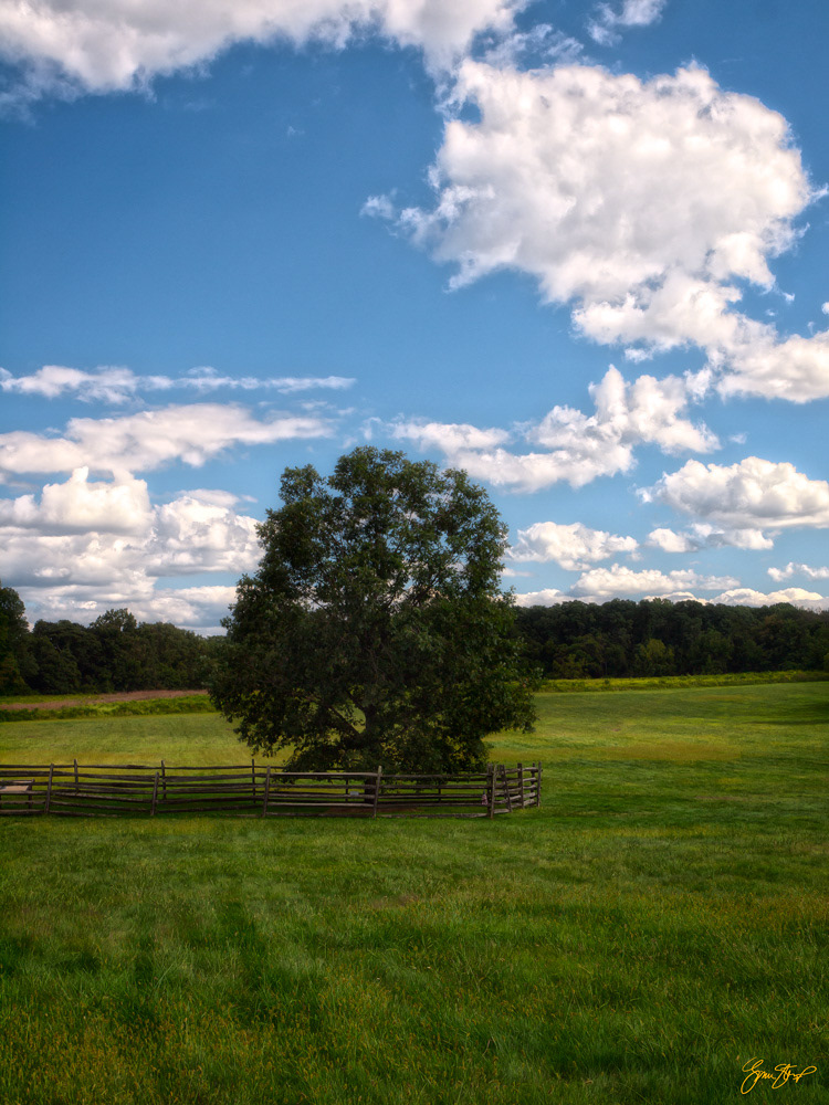 A Tree in Princeton
