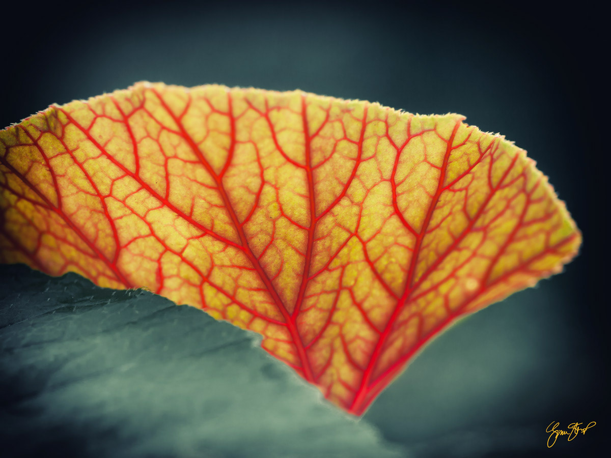 Red Vein Leaf by Gina Startup