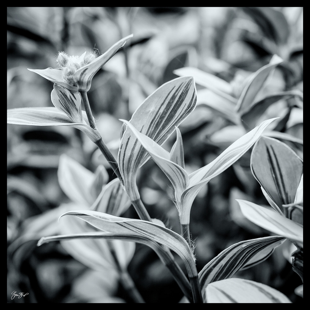 Nature in Black and White by Gina Startup