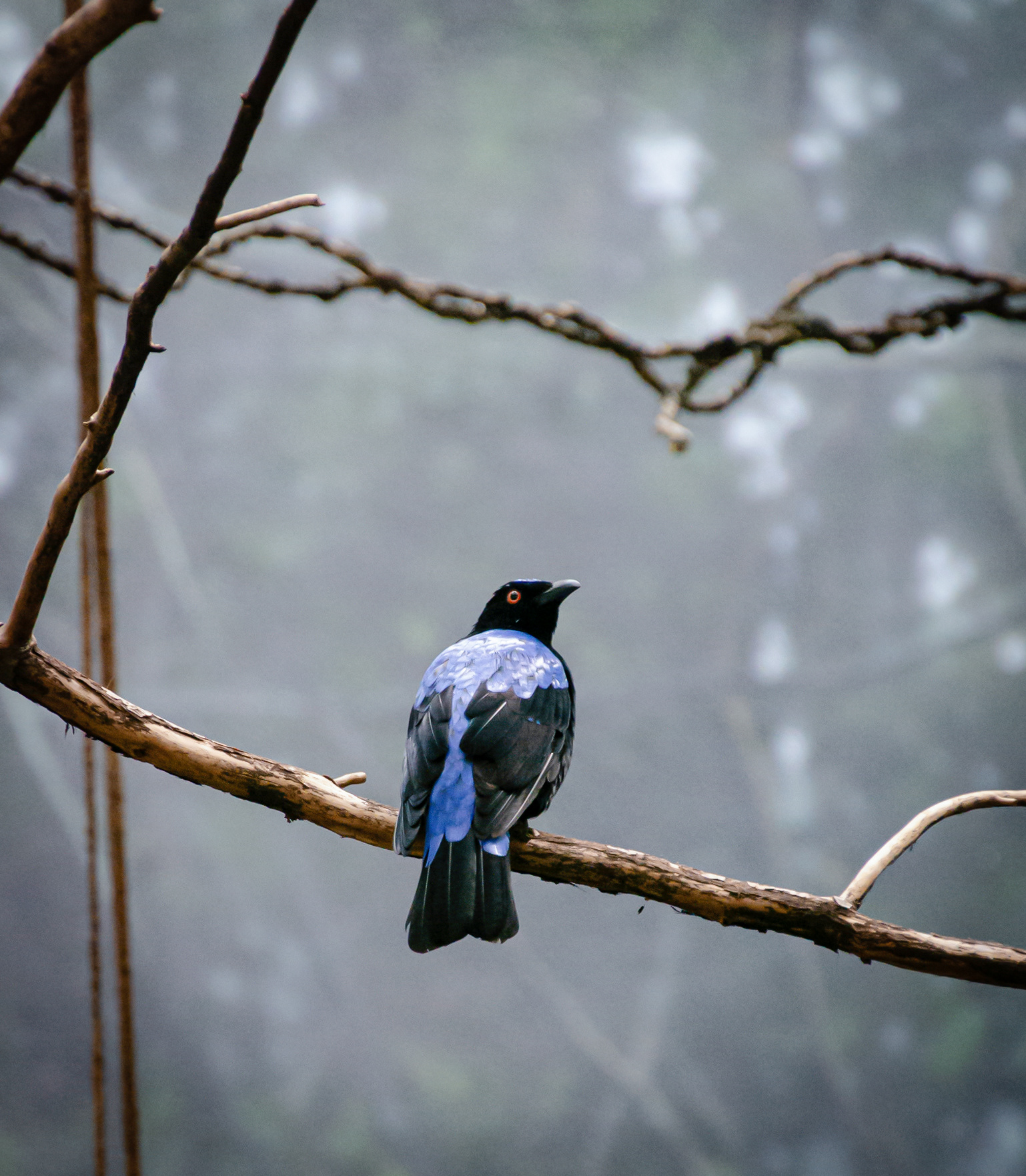 Blue & Black Bird by Gina Startup