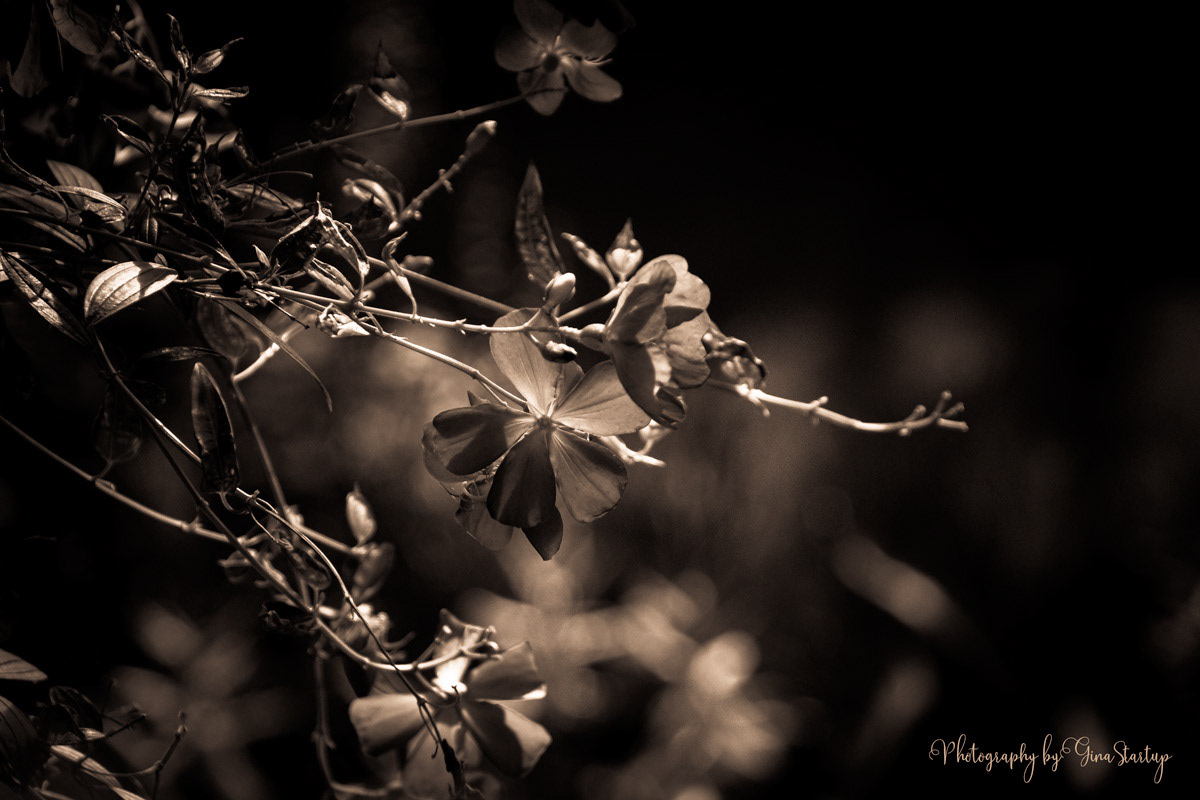 Tangled Blossoms by Gina Startup