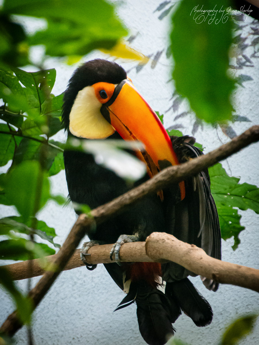 Toco Toucan by Gina Startup 