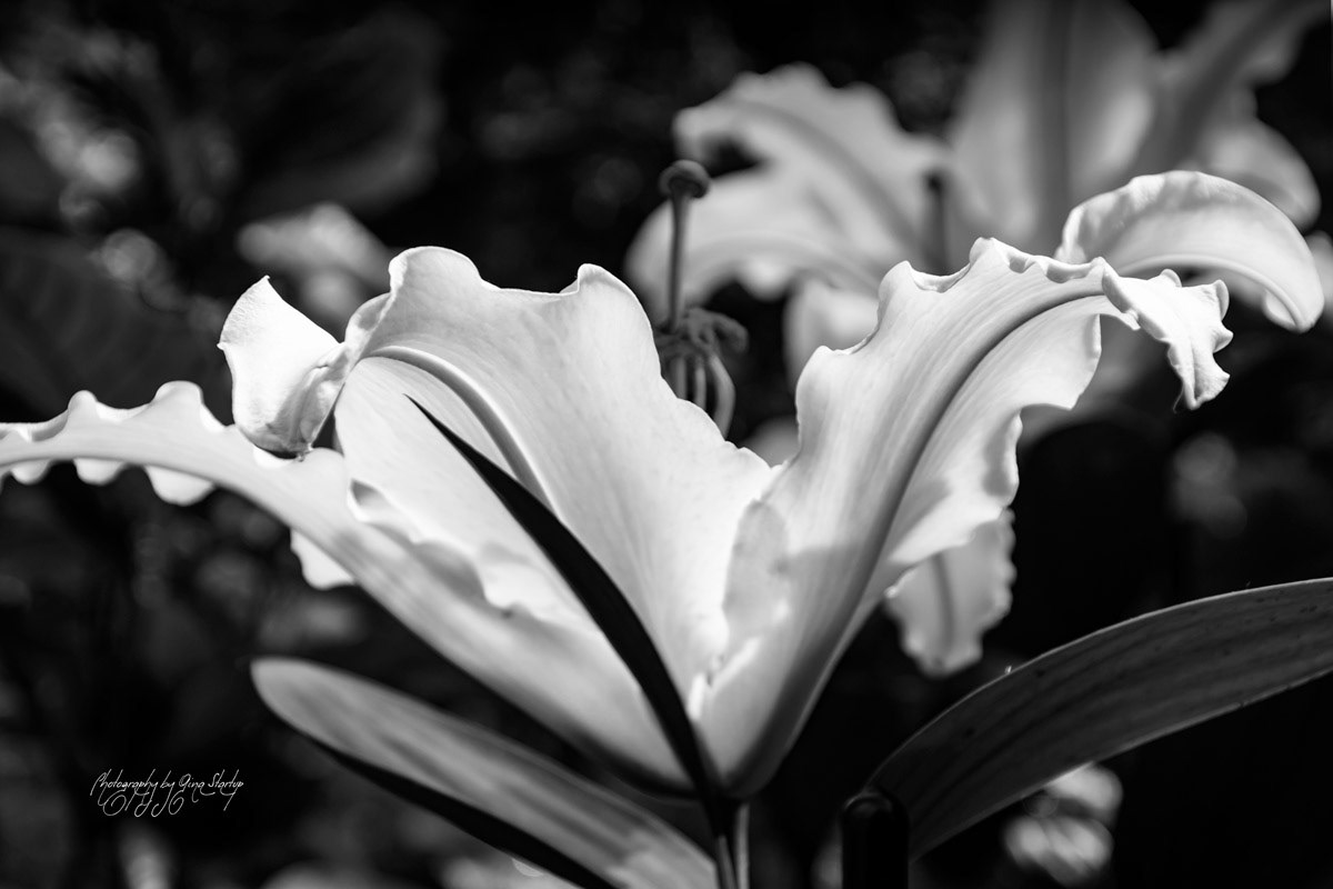 Photography by Gina Startup