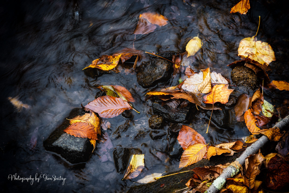 Photography by Gina Startup
