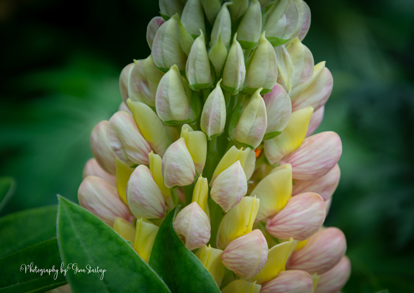 Lupine Blossom by Gina Startup