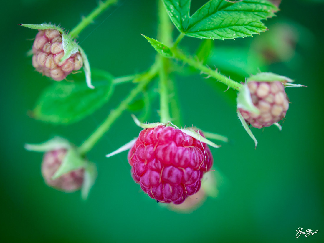 Raspberry Bush