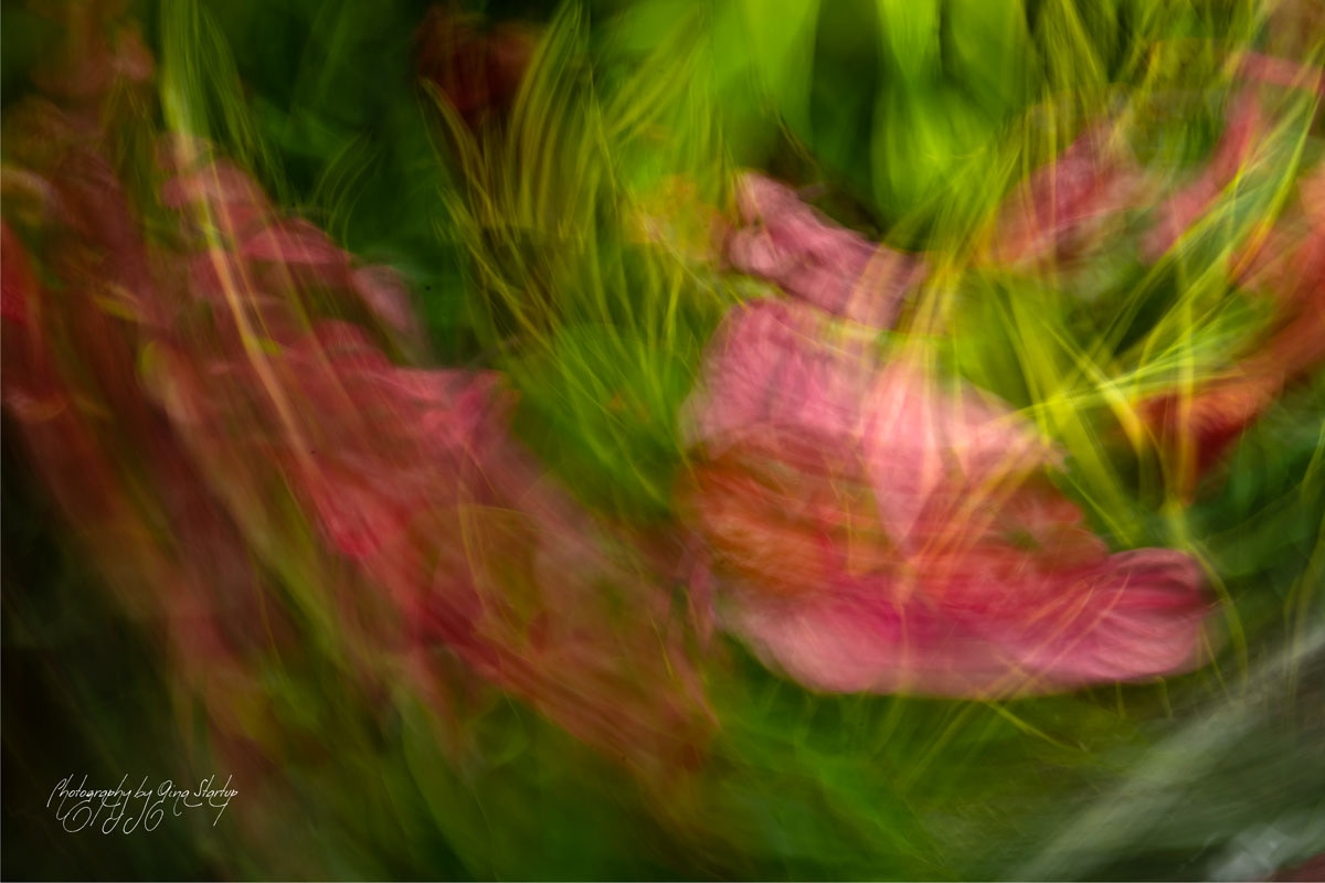 Photography by Gina Startup