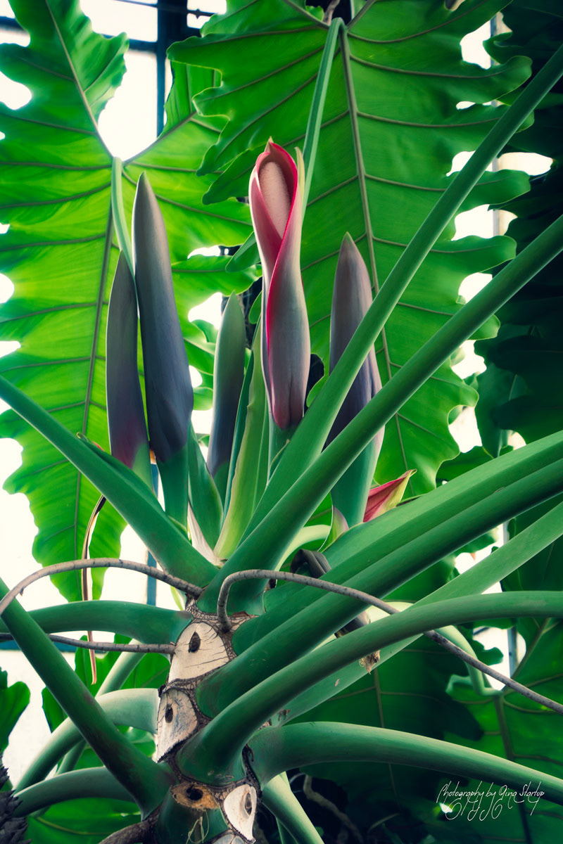 Blushing Philodendron- photography by Gina Startup 