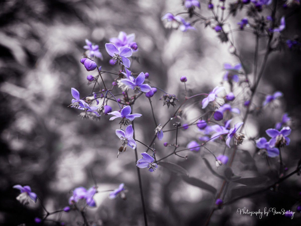 Tiny Purple Blossoms by Gina Startup 