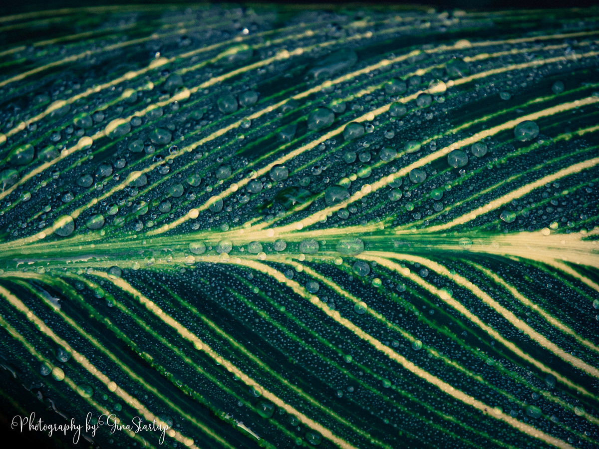Water Droplets on Leaf by Gina Startup