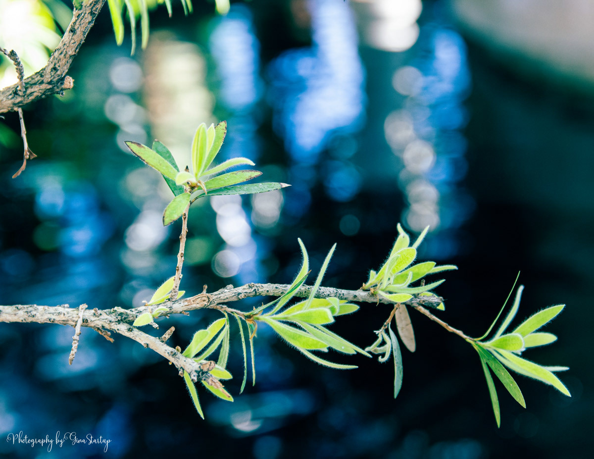 Branch Growth by Gina Startup
