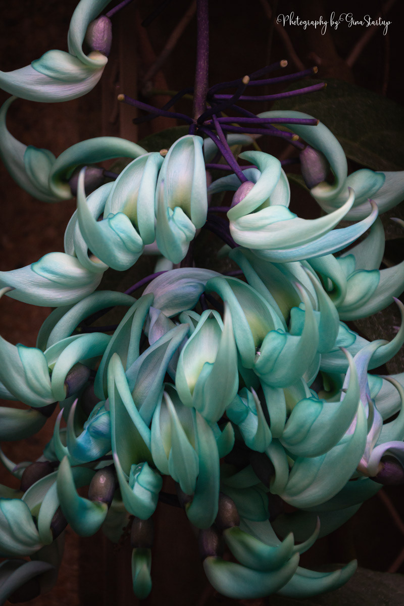 Jade Vine by Gina Startup
