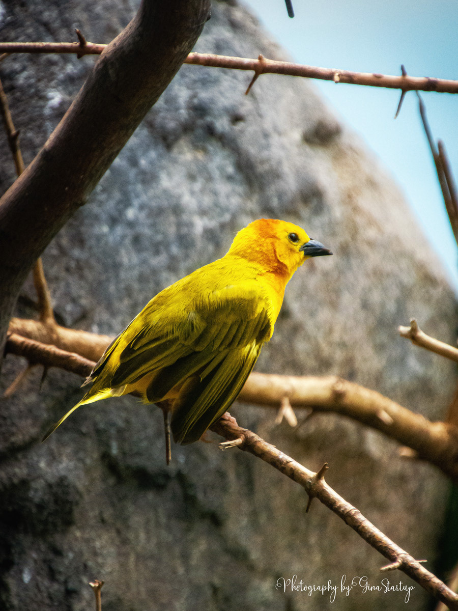 Saffron Finch