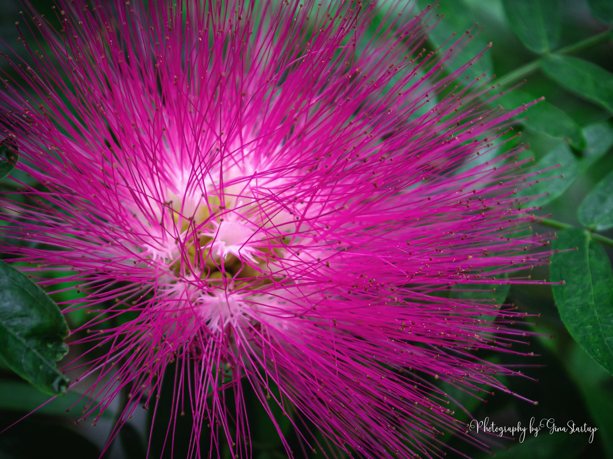 Powder Puff Tree by Gina Startup