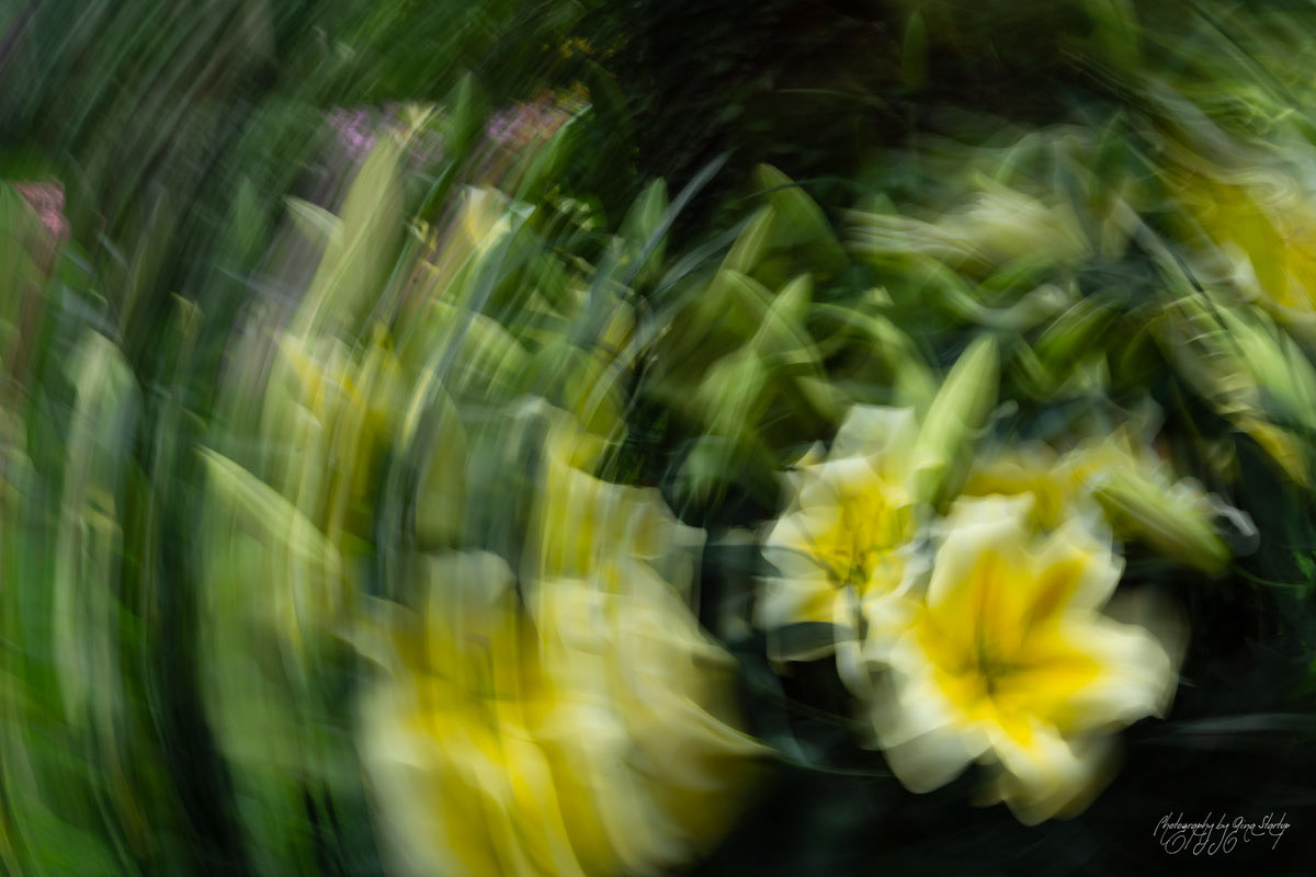 Photography by Gina Startup