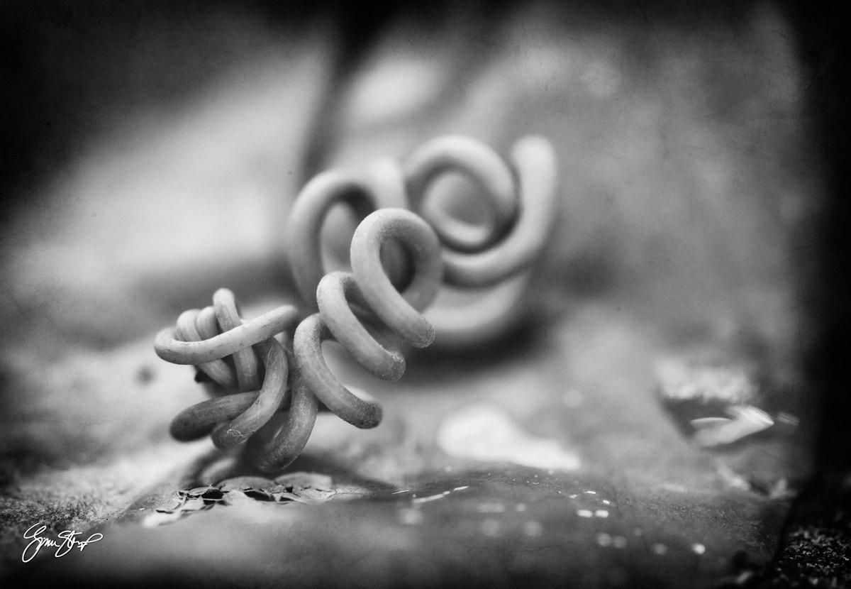 Black and White Photography by Gina Startup