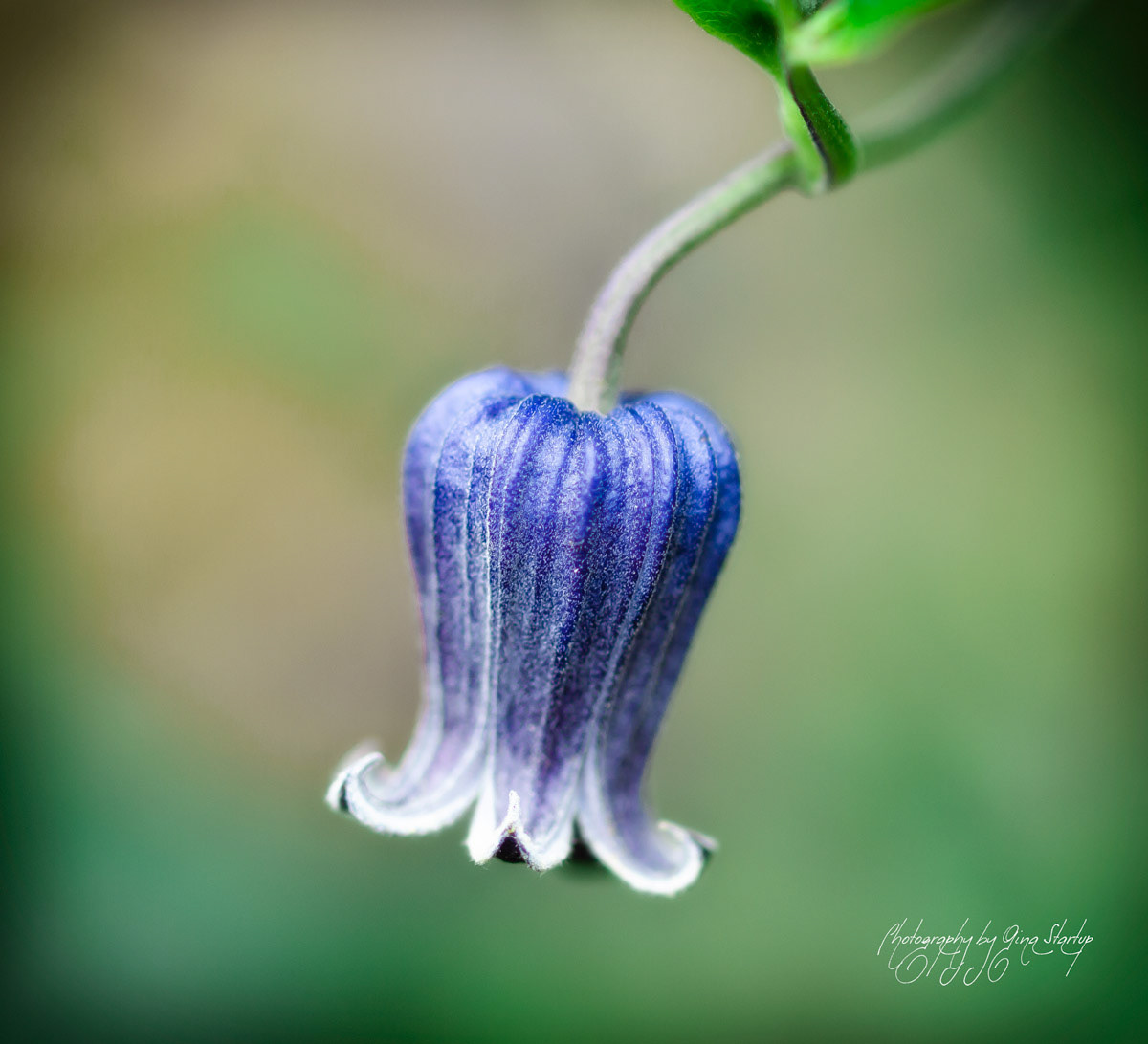 Photography by Gina Startup