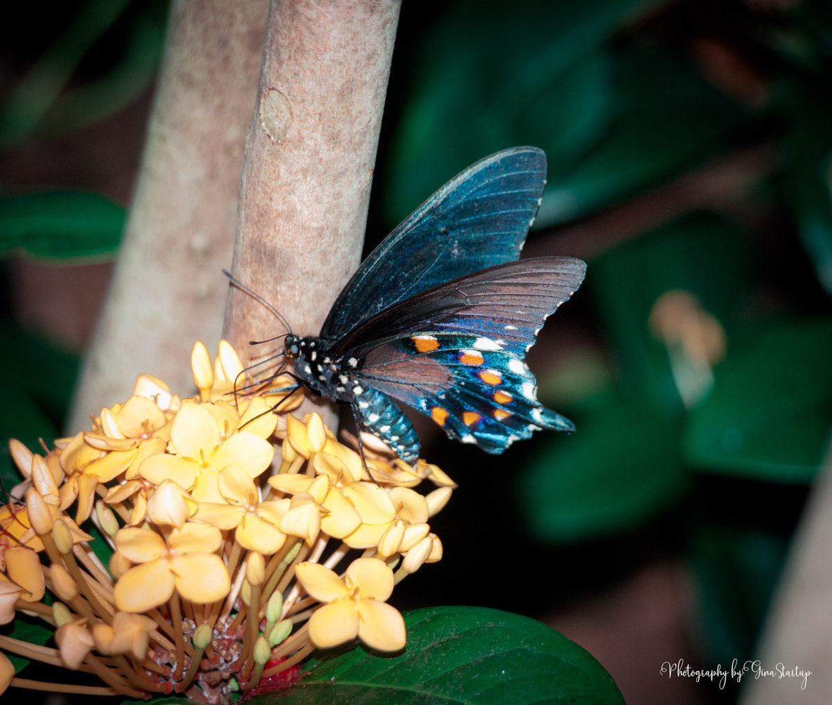 Butterfly Garden by Gina Startup 