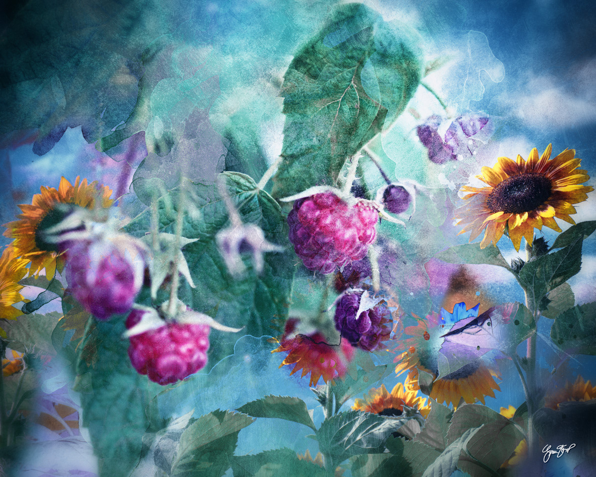 Sunflowers and Raspberries by Gina Startup 